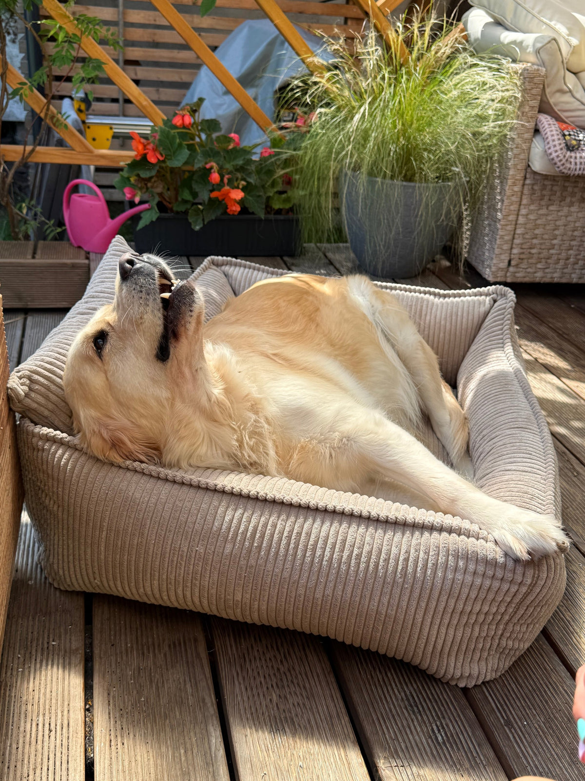 Lodie Corduroy Memory Foam Dog Sofa – Hazelnut Taupe, M